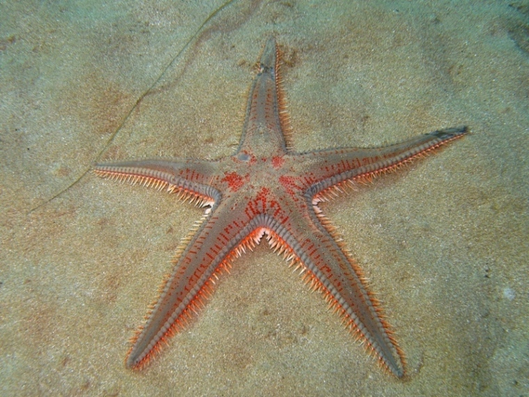 Astropecten aranciacus (Linnaeus, 1758)